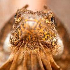 Frilled-neck Lizard