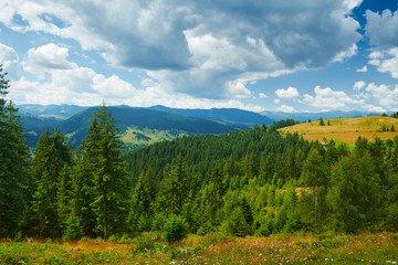 beautiful summer landscape, spruces on hills, cloudy sky and wildflowers - travel destination scenic, carpathian mountains