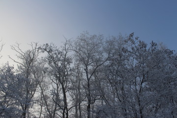 trees in winter