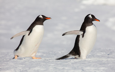 gentoo penguins in Antarctica