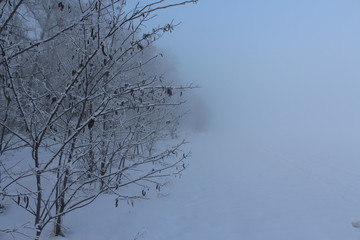 trees in the fog