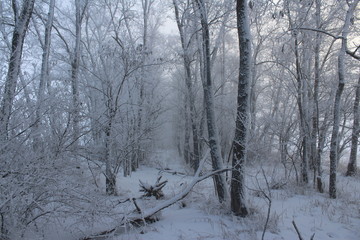forest in winter
