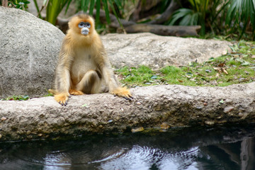 Sitting portraits of golden monkeys in the ZOO.