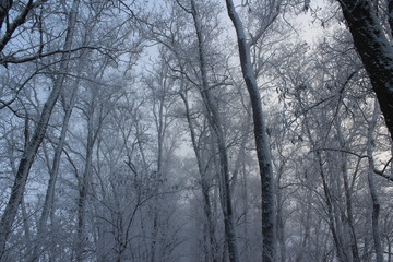 forest in winter
