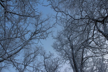 trees in winter