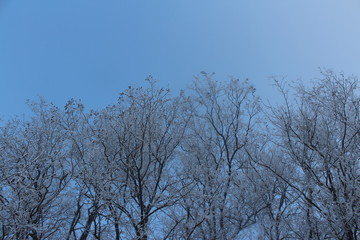 trees in winter