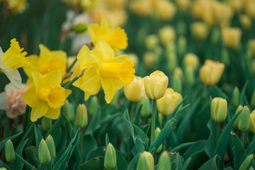 Fototapeta premium amazing yellow daffodils flower field.