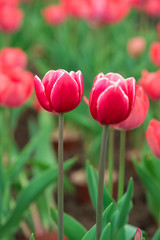 Beautiful colorful red  tulip background photo.