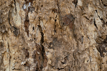 Bark Tree Texture Bark Tree Texture
