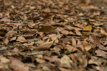 Fallen yellow leaves lying on the ground closeup background detail - Golden autumn colorful season changing concept nature scene scene wallpaper. Selective focus..