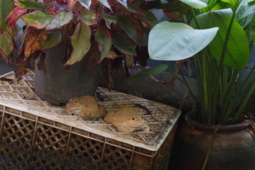 frogs sitting on the white basket in the midst of a natural atmosphere.