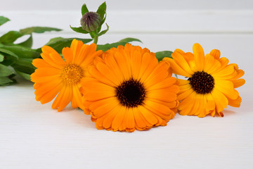 Fresh orange flowers of calendula officinalis. close-up on a light background. The concept of cosmetology.