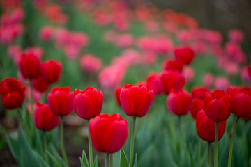 Beautiful colorful red tulip background photo.