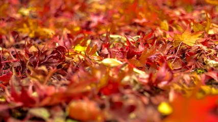 一面に積もるカラフルな落ち葉の写真