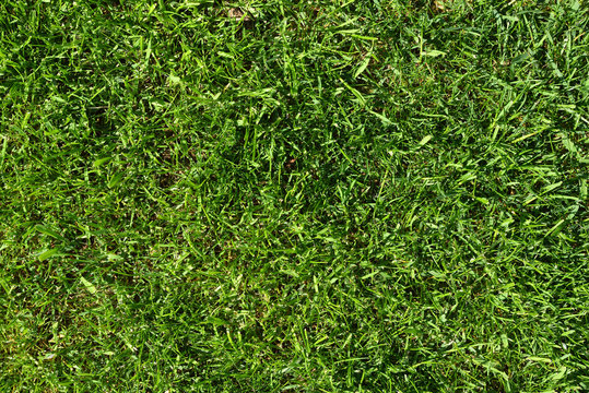 Texture of bright green not mown lawn. Bright background image of a lawn