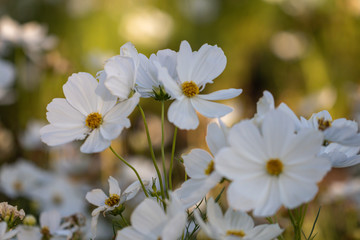Selective focus beautiful white cosmos flower blooming in a garden.