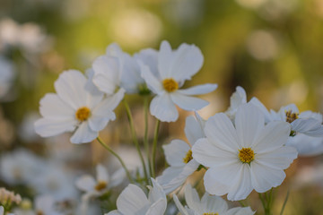 Fototapeta na wymiar Selective focus beautiful white cosmos flower blooming in a garden.