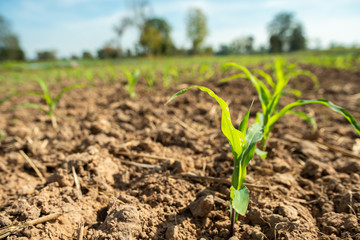 agricultural field on which there were young sprouts of corn