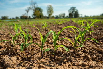 agricultural field on which there were young sprouts of corn