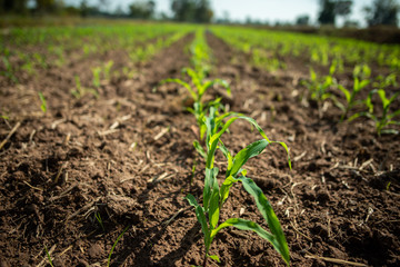 agricultural field on which there were young sprouts of corn