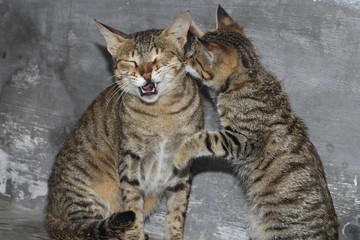 Kitten says something to his mother and the cat laughed at her