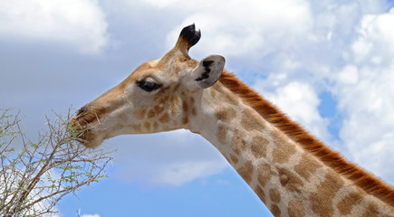 Giraffe head and neck,Etosha National Park, Namibia