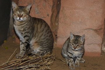 The cat and her little baby sat together waiting for milk