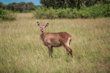 Naklejka na ściany i meble The water goat Kobus ellipsiprymnus defassa is a large and strong antelope