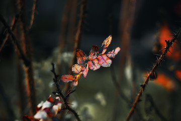 A fading, yellowed brier leaf, growing alone on a thorny stalk amid the gloom and sadness of the November time.