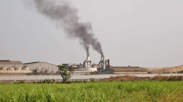 Sugar cane factory, Sugar cane manufacture