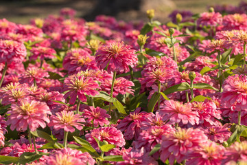 Beautiful pink Common Zinnia flower (Zinnia elegans) in the garden.Selective focus Youth-and-age flower close-up on blurred background.