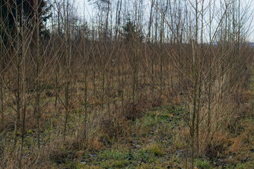 Forest reforestation young trees in early winter