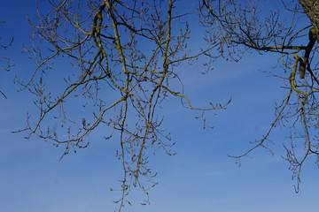 Branches without leaves background against sky