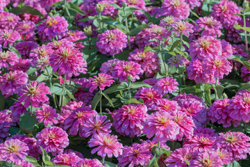 Beautiful pink Common Zinnia flower (Zinnia elegans) in the garden.Selective focus Youth-and-age flower close-up on blurred background.