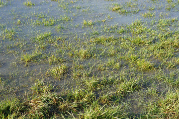 flooded farmland after rain background