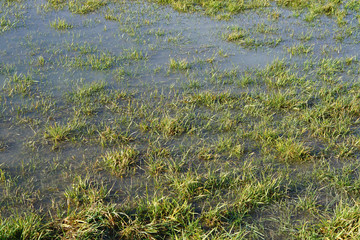 flooded farmland after rain background