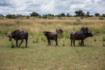 Black african buffalo graze on the background of the wild landscape