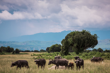 Black african buffalo graze on the background of the wild landscape