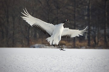 Phoenix, Japanese Crane in Hokkaido, Japan　丹頂北海道釧路　　　　　　　　　　　　　　　　　　　　　　　　　an　丹頂北海道