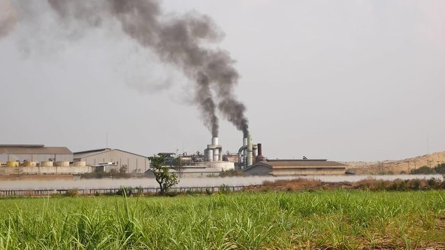 Sugar cane factory, Sugar cane manufacture