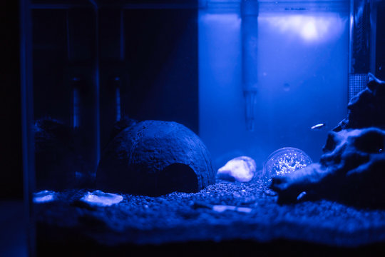 Einsamer Fisch im blauleuchtendem Aquarium