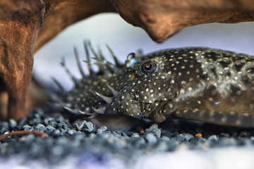Antennenwels im Aquarium - Makroaufnahme