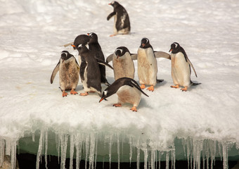 Gentoo penguins in Antarctica 