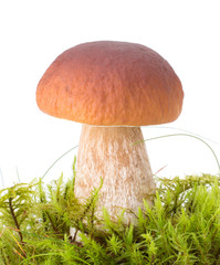 big boletus edulis isolated on white background in forest moss close up