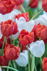 Blurred close up beautiful tulip flower in nature background.Selctive focus  tulip flower.