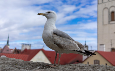 Seagull on a concrete slab on the background of the Old town in Tallinn