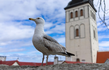 Obraz premium Seagull on a concrete slab on the background of the Old town in Tallinn