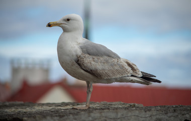 Seagull on a concrete slab on the background of the Old town in Tallinn