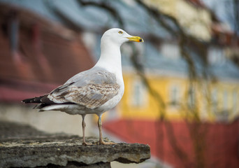 Seagull on a concrete slab on the background of the Old town in Tallinn
