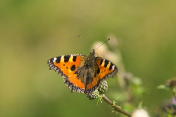 Oranger Schmetterling auf einer Blüte